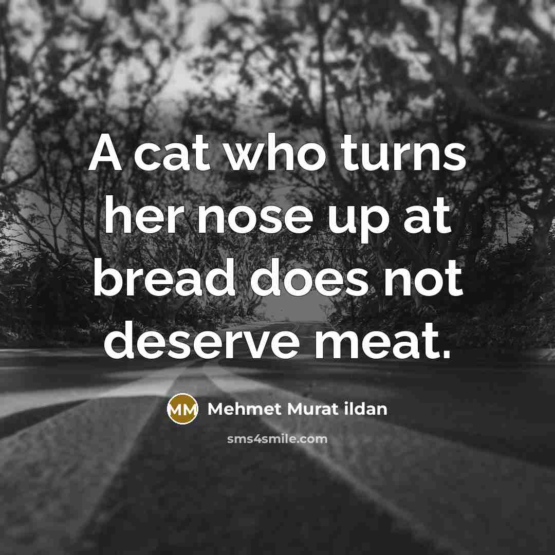 “A cat who turns her nose up at bread does…” quote by Mehmet Murat Ildan