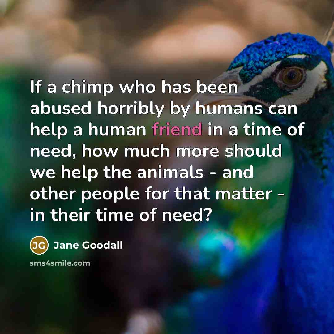 “If a chimp who has been abused horribly by humans…” quote by Jane Goodall