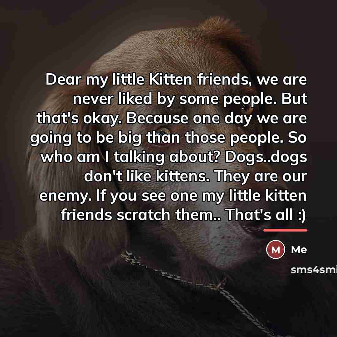 “Dear my little Kitten friends, we are never liked by…” quote by Me