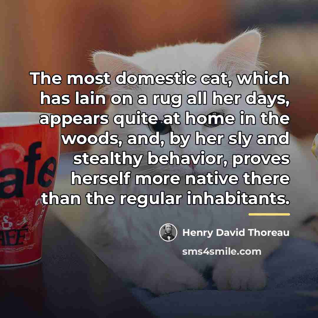 “The most domestic cat, which has lain on a rug…” quote by Henry David Thoreau