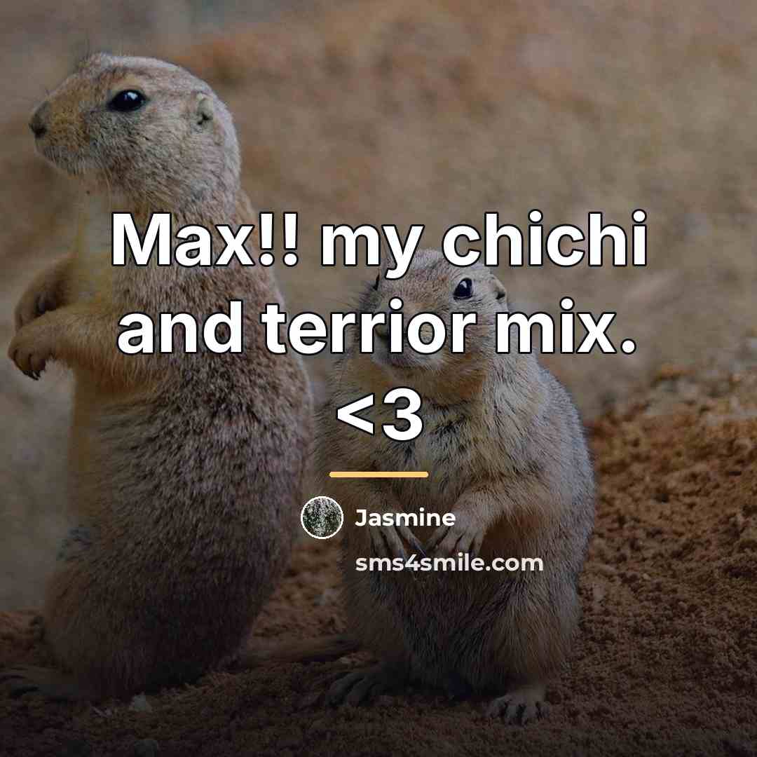 “Max!! my chichi and terrior mix.…” quote by Jasmine