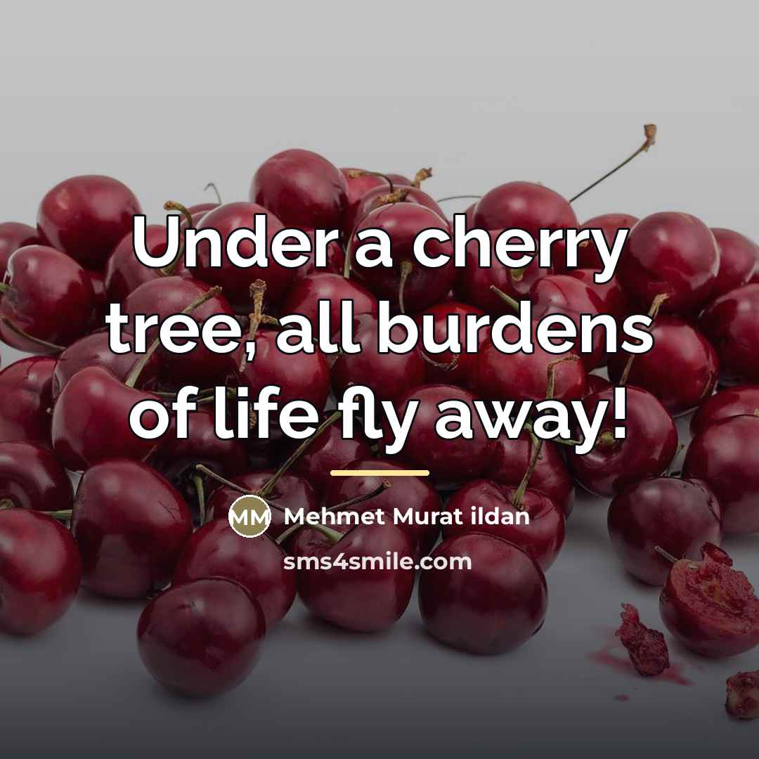 “Under a cherry tree, all burdens of life fly away!…” quote by Mehmet Murat Ildan
