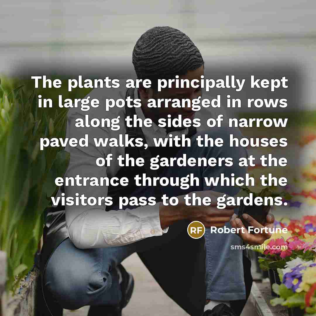 “The plants are principally kept in large pots arranged in…” quote by Robert Fortune