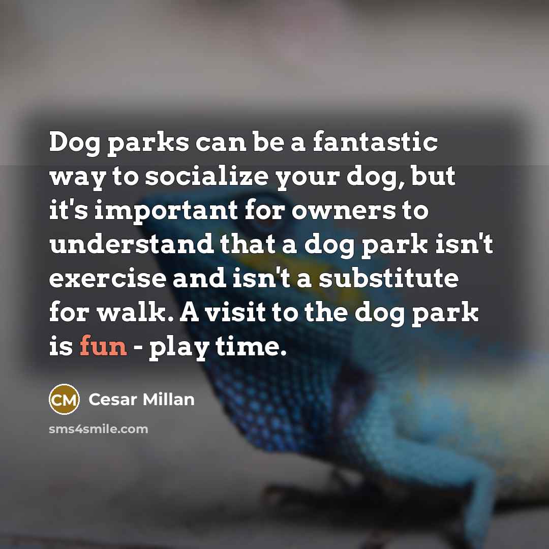 “Dog parks can be a fantastic way to socialize your dog, but it's important for owners to understand that a dog park isn't exercise and isn't a substitute for walk. A visit to the dog park is fun - play time.” quote by Cesar Millan