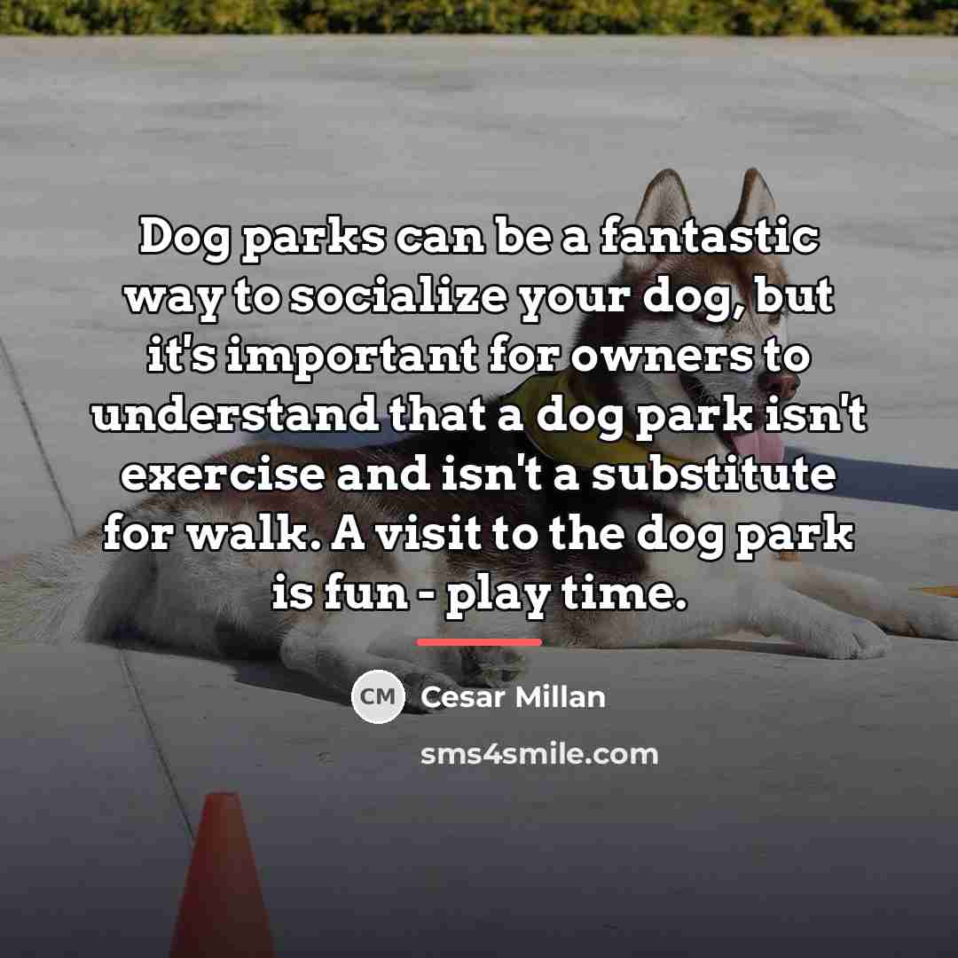 “Dog parks can be a fantastic way to socialize your…” quote by Cesar Millan
