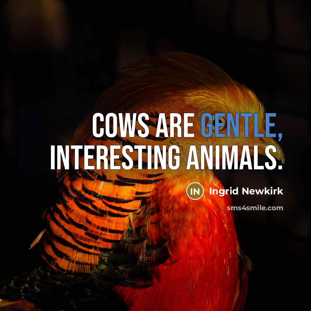“Cows are gentle, interesting animals.…” quote by Ingrid Newkirk