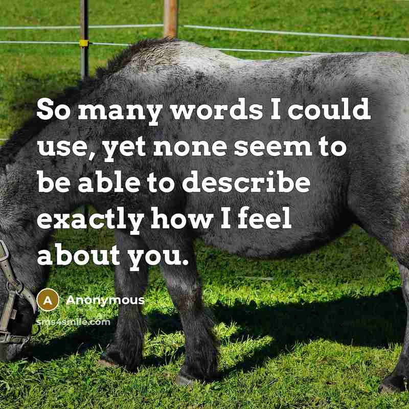 “So many words I could use, yet none seem to be able to describe exactly how I feel about you.” quote by Anonymous