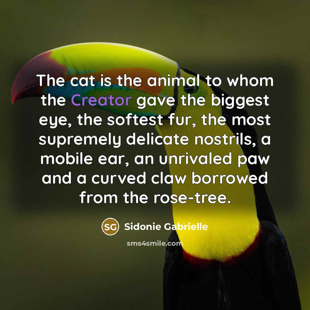 “The cat is the animal to whom the Creator gave…” quote by Sidonie Gabrielle