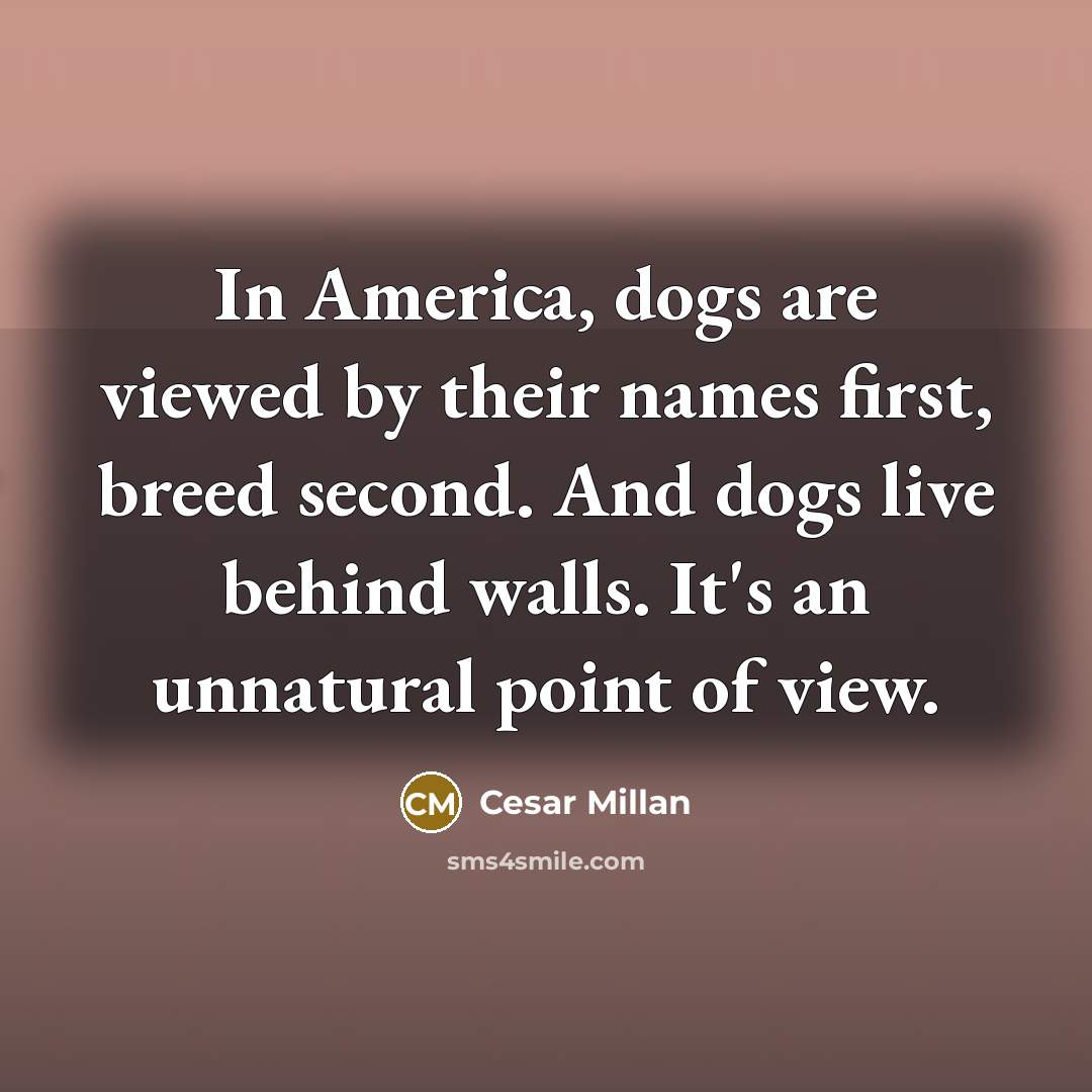 “In America, dogs are viewed by their names first, breed…” quote by Cesar Millan