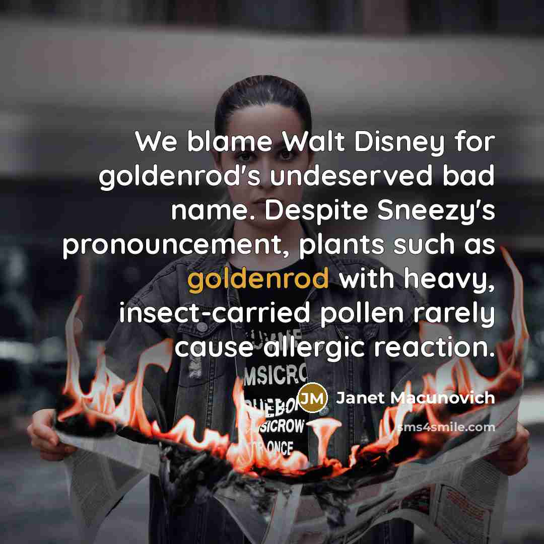 “We blame Walt Disney for goldenrod's undeserved bad name. Despite…” quote by Janet Macunovich