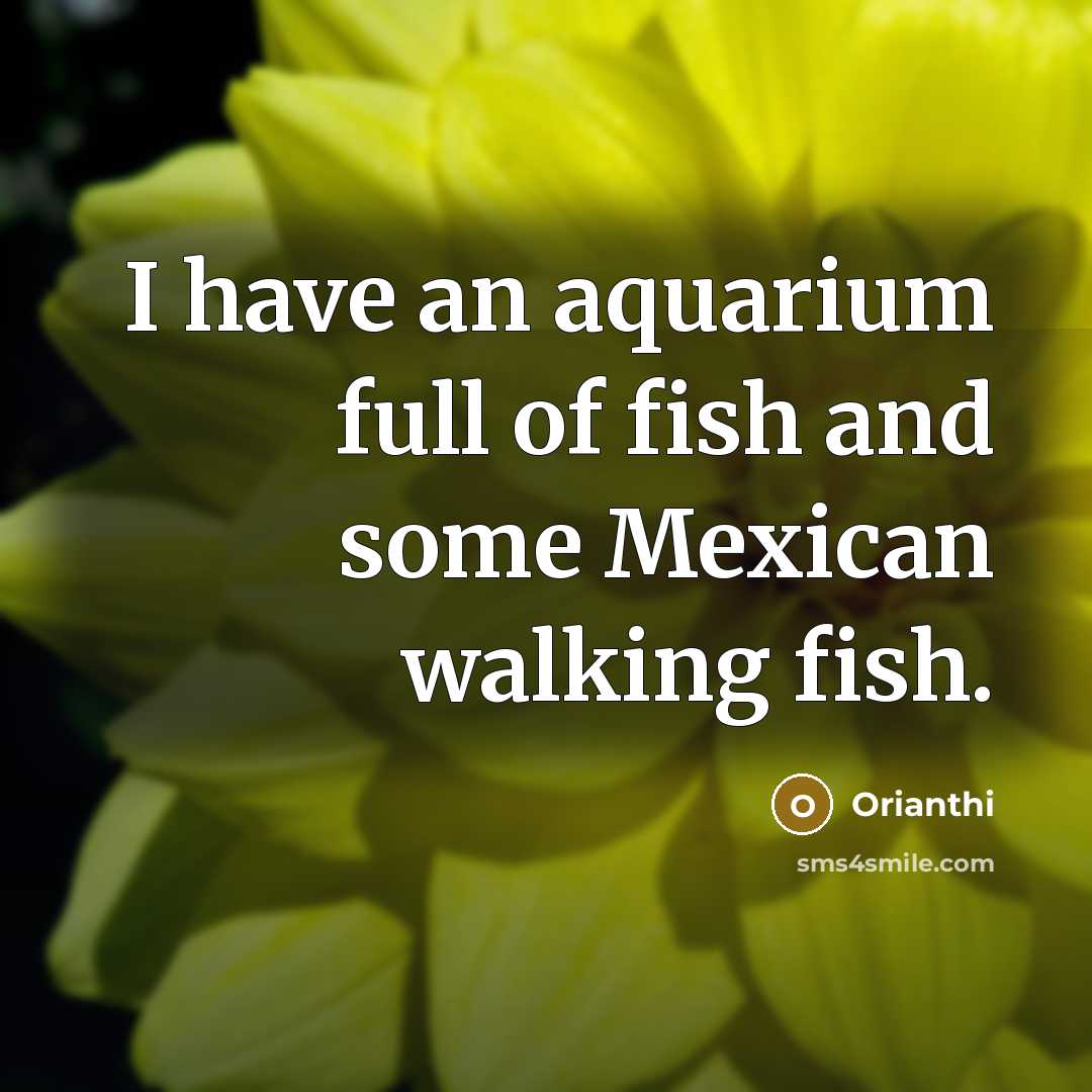 “I have an aquarium full of fish and some Mexican walking fish.” quote by Orianthi