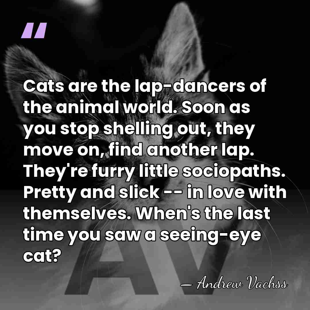 Cats are the lap-dancers of the animal world. Soon as you stop&hellip; - Andrew Vachss