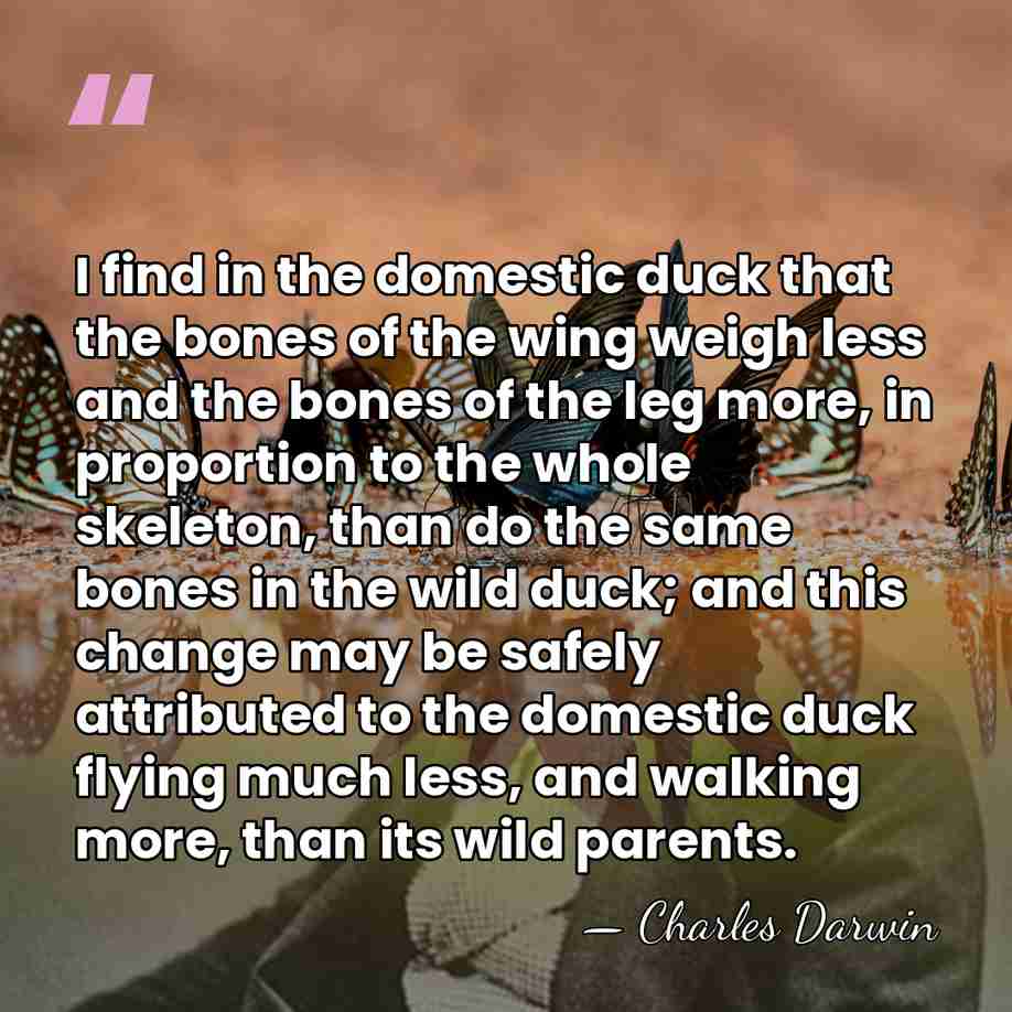 I find in the domestic duck that the bones of the wing&hellip; - Charles Darwin