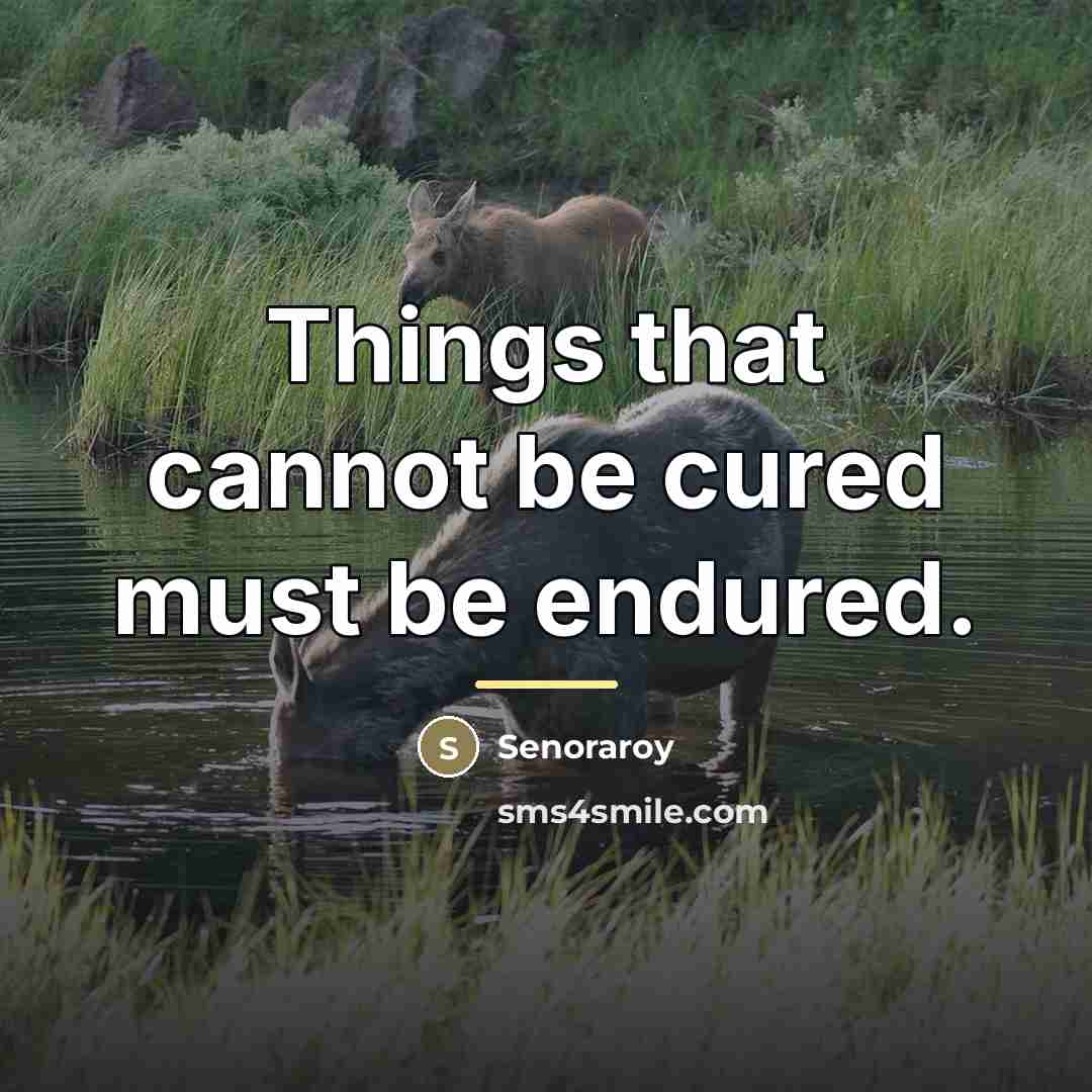 “Things that cannot be cured must be endured.…” quote by Senoraroy