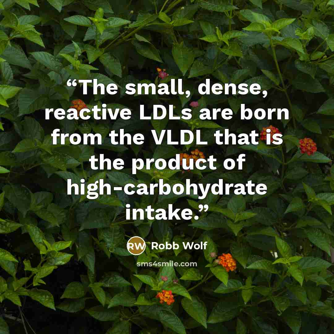 “The small, dense, reactive LDLs are born from the VLDL that is the product of high-carbohydrate intake.” quote by Robb Wolf