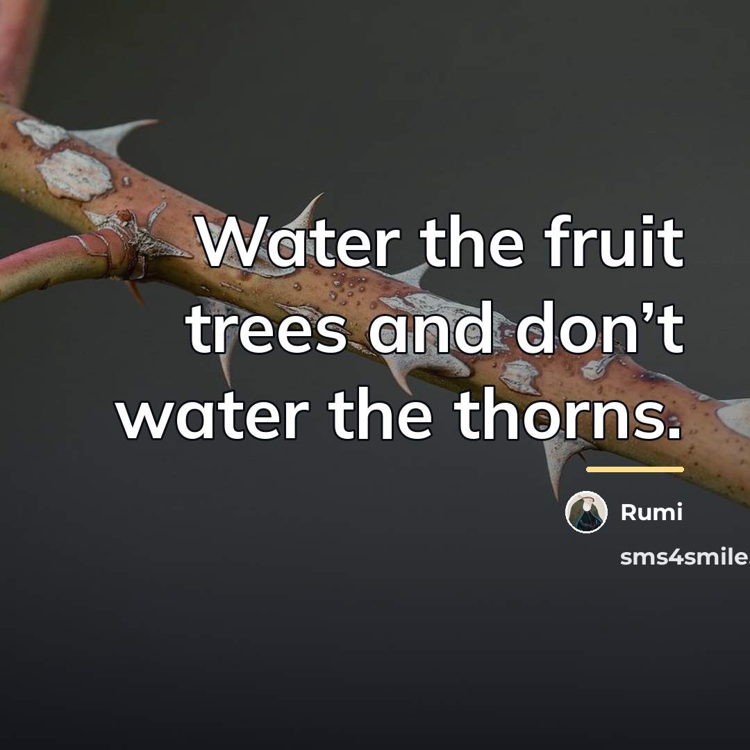 “Water the fruit trees and don’t water the thorns.…” quote by Rumi
