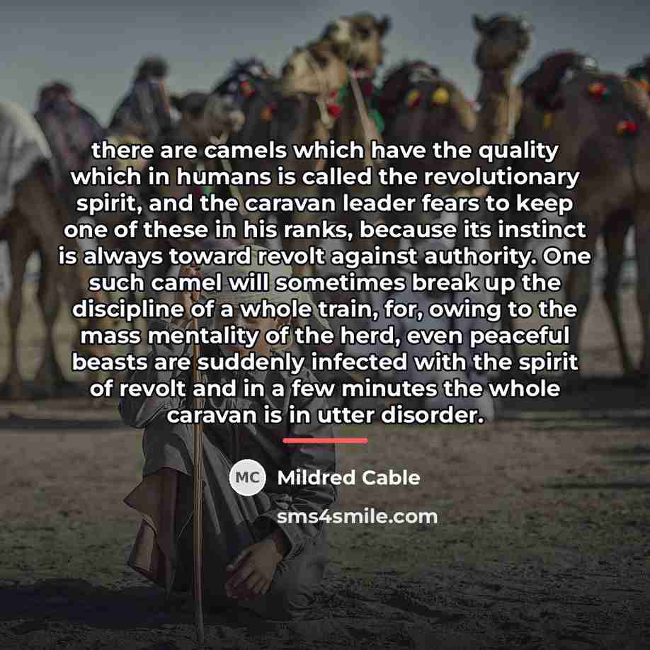 “there are camels which have the quality which in humans…” quote by Mildred Cable