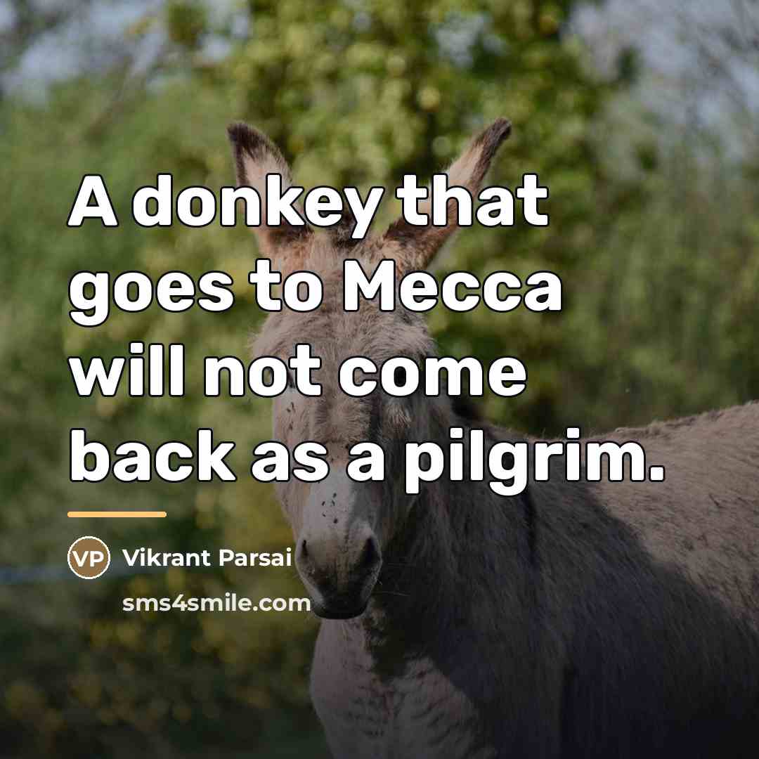 “A donkey that goes to Mecca will not come back…” quote by Vikrant Parsai
