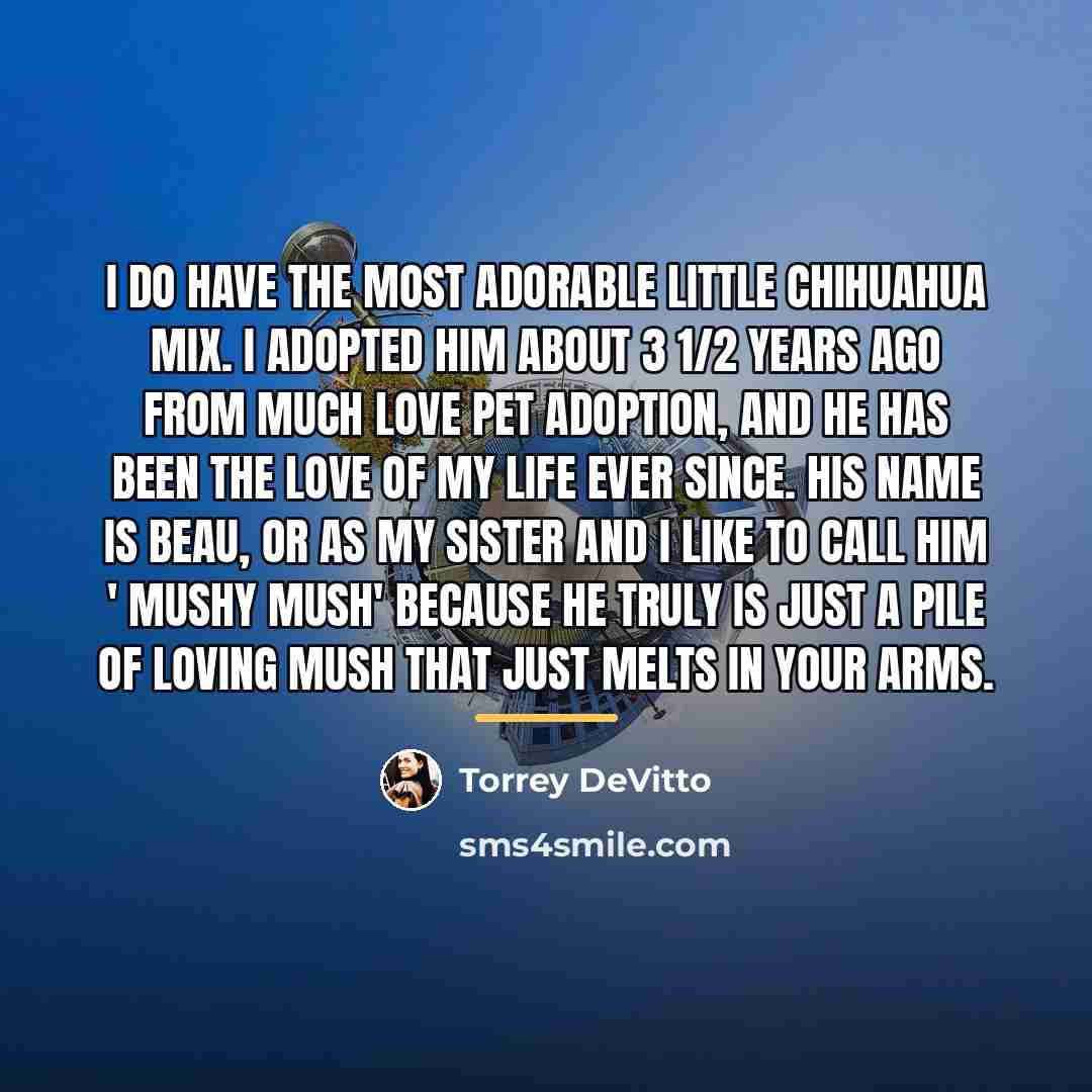 “I do have the most adorable little Chihuahua mix. I…” quote by Torrey DeVitto