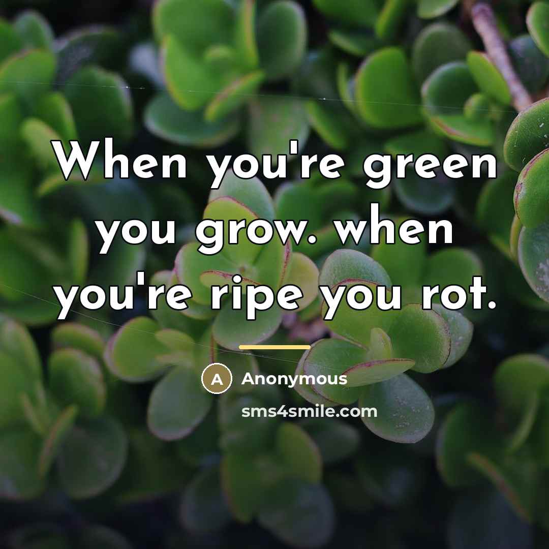 “When you're green you grow. when you're ripe you rot.…” quote by Anonymous