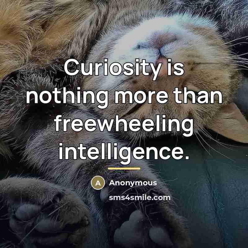 “Curiosity is nothing more than freewheeling intelligence.…” quote by Anonymous