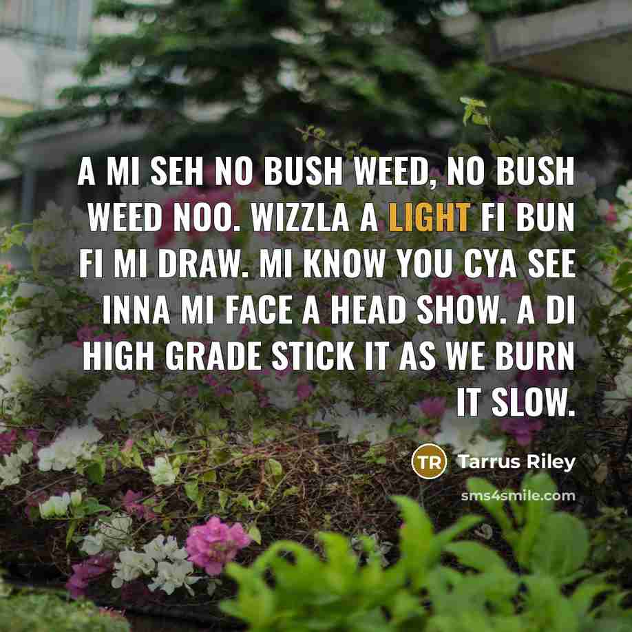 “A mi seh no bush weed, no bush weed noo.…” quote by Tarrus Riley