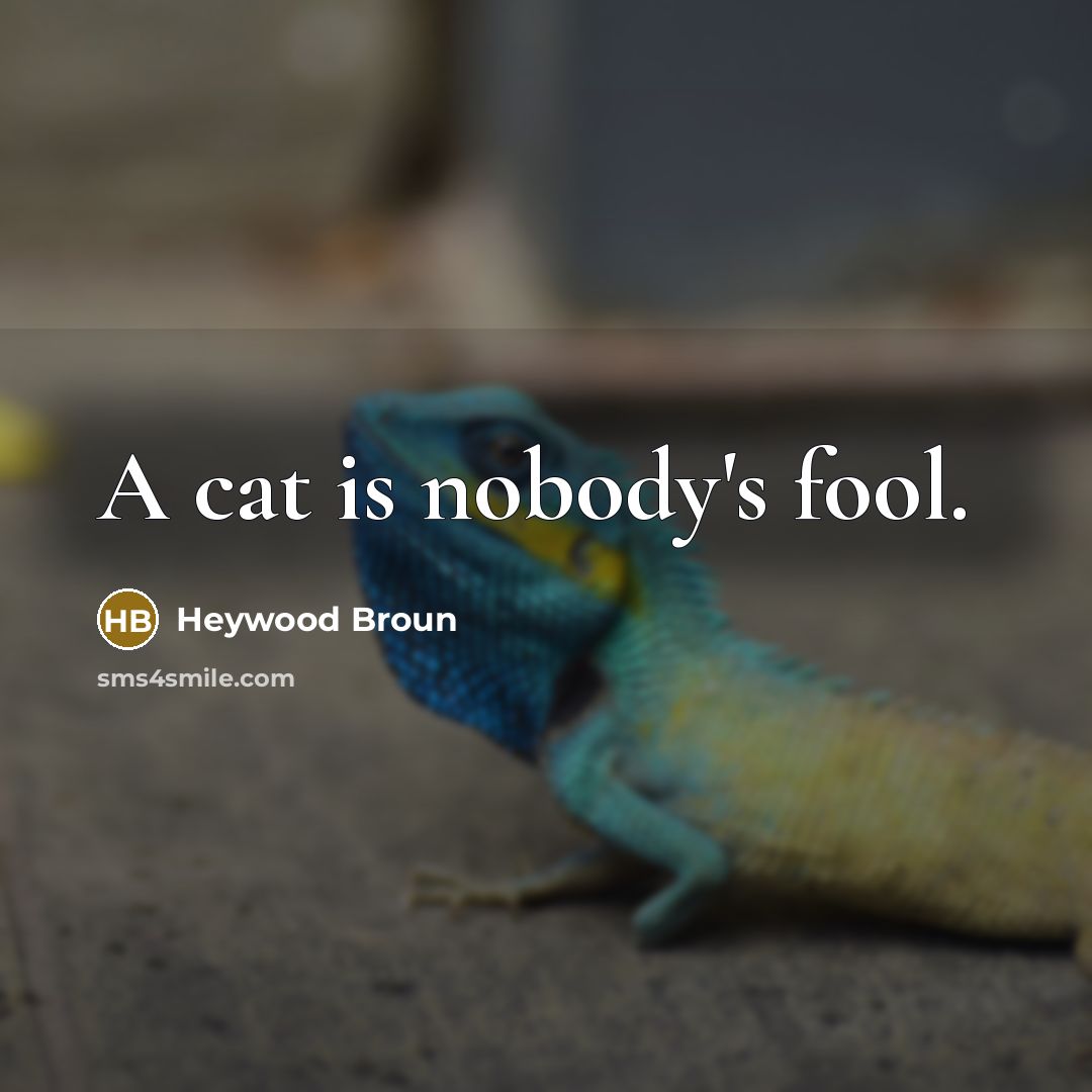 “A cat is nobody's fool.…” quote by Heywood Broun