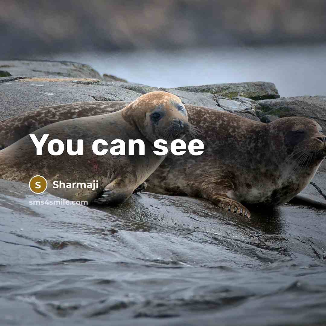 “You can see…” quote by Sharmaji