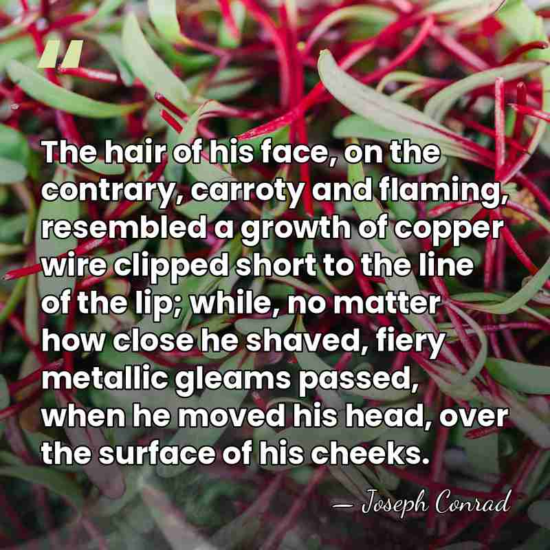 The hair of his face, on the contrary, carroty and flaming, resembled&hellip; - Joseph Conrad