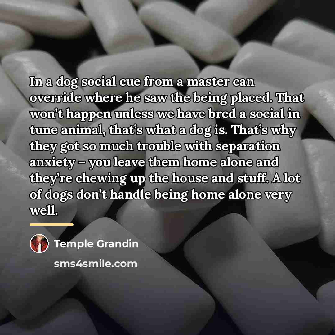 “In a dog social cue from a master can override…” quote by Temple Grandin