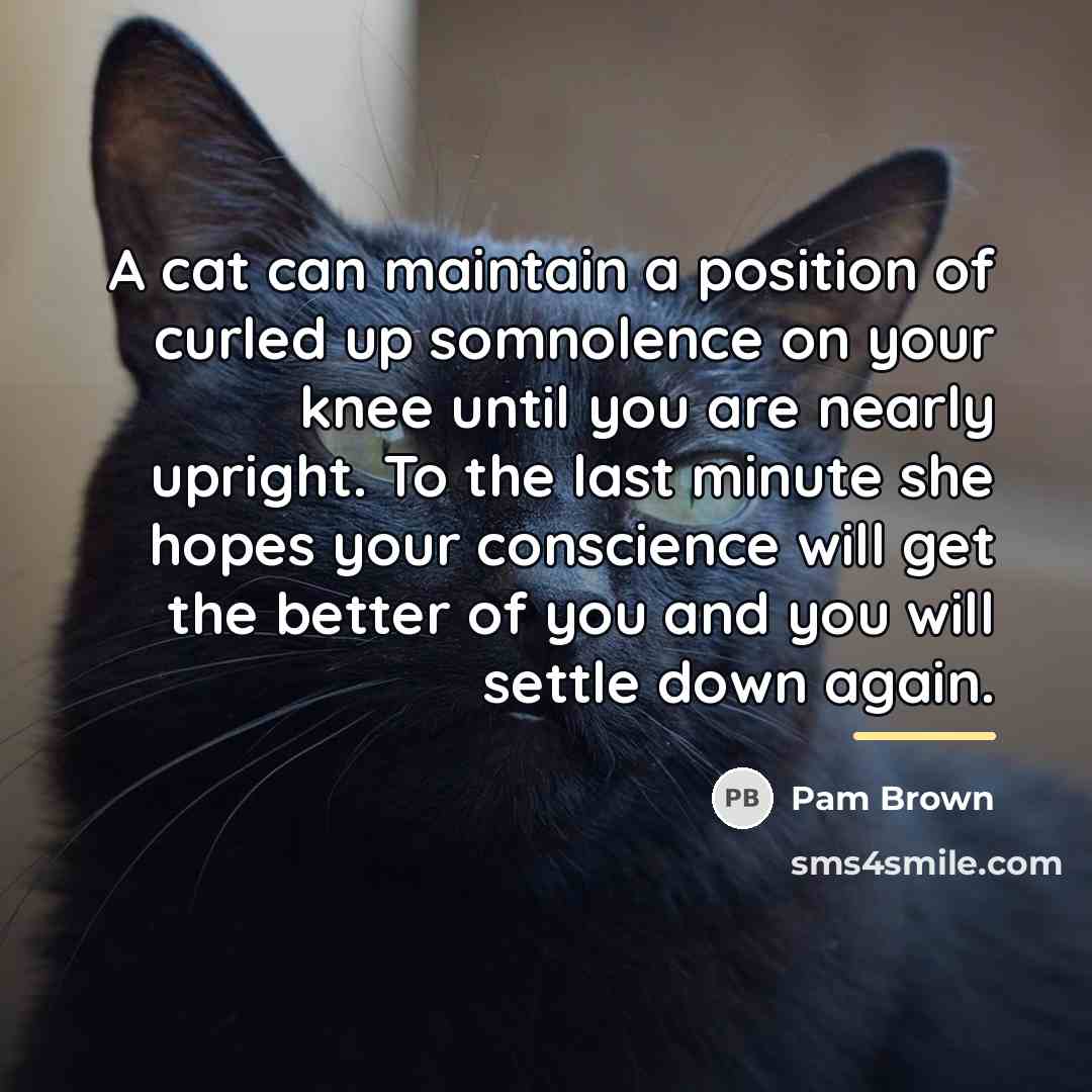 “A cat can maintain a position of curled up somnolence…” quote by Pam Brown