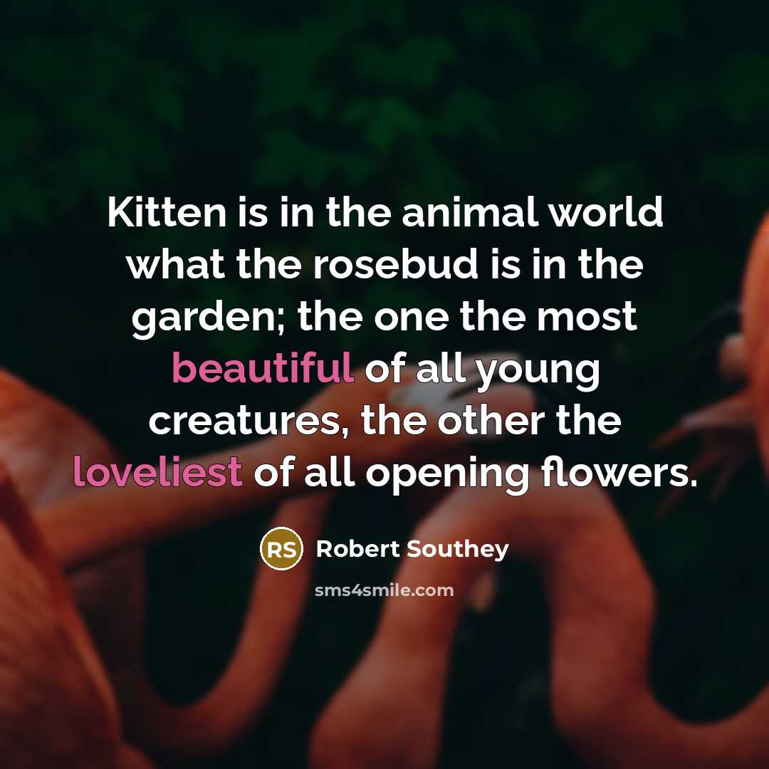 “Kitten is in the animal world what the rosebud is…” quote by Robert Southey