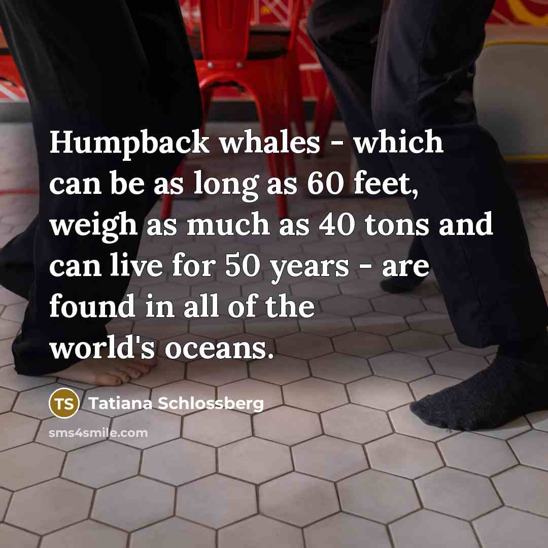 “Humpback whales - which can be as long as 60…” quote by Tatiana Schlossberg