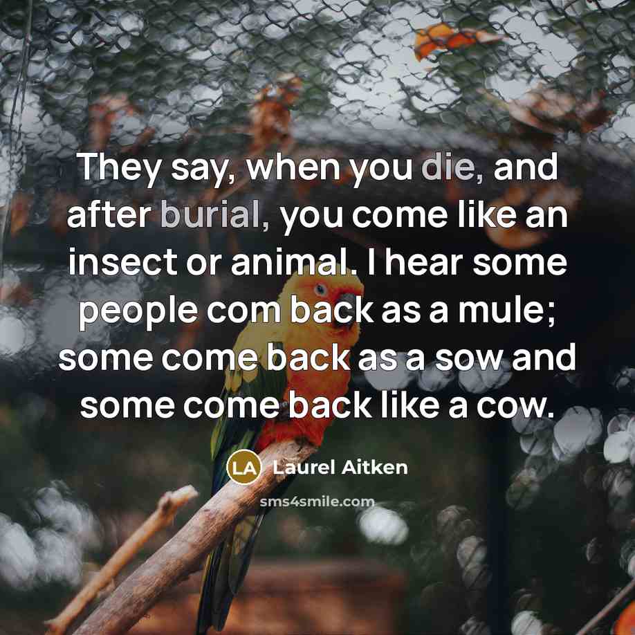 “They say, when you die, and after burial, you come like an insect or animal. I hear some people com back as a mule; some come back as a sow and some come back like a cow.” quote by Laurel Aitken