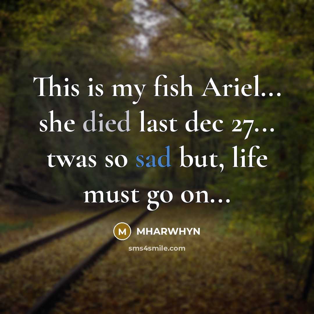 “This is my fish Ariel... she died last dec 27... twas so sad but, life must go on...” quote by Mharwhyn