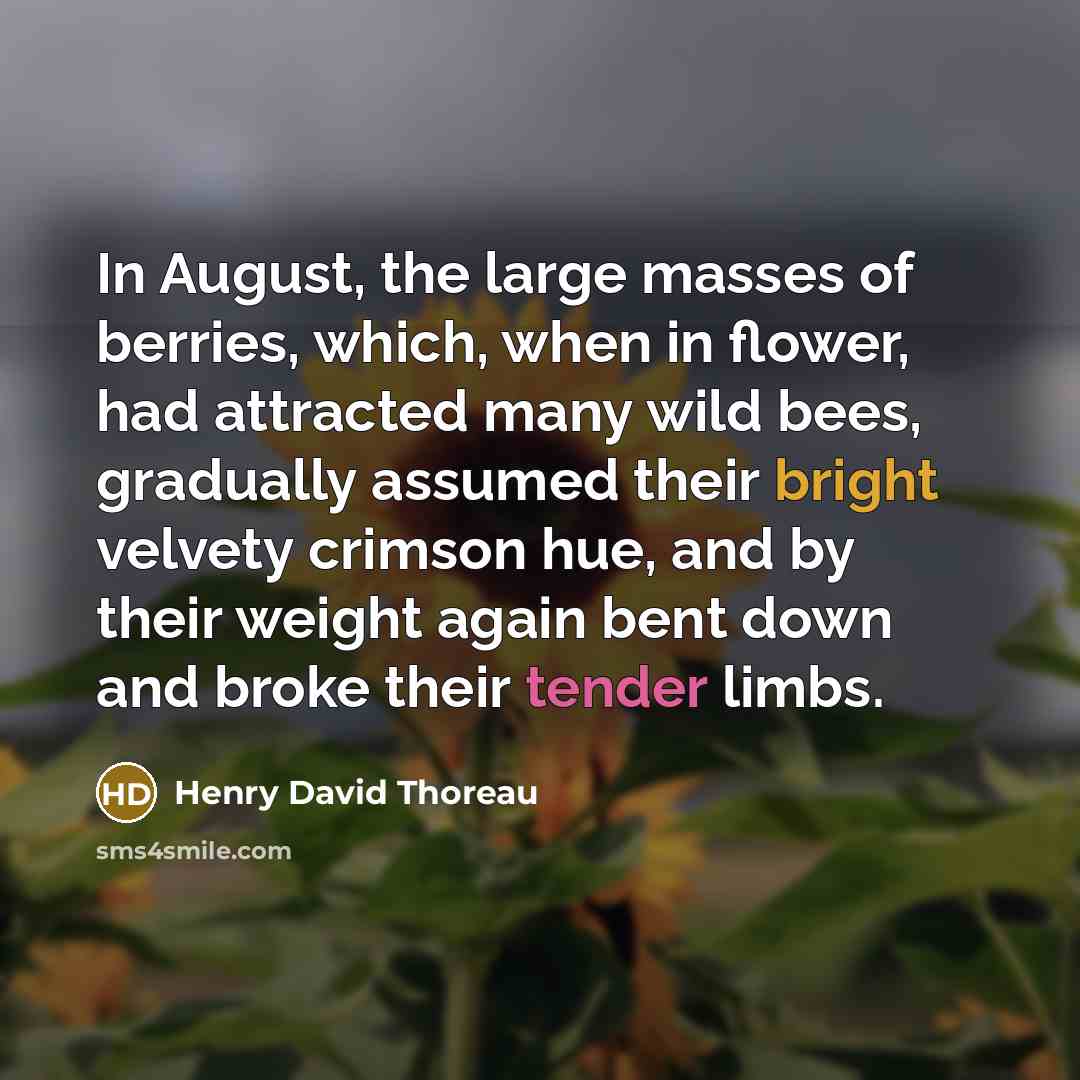 “In August, the large masses of berries, which, when in…” quote by Henry David Thoreau
