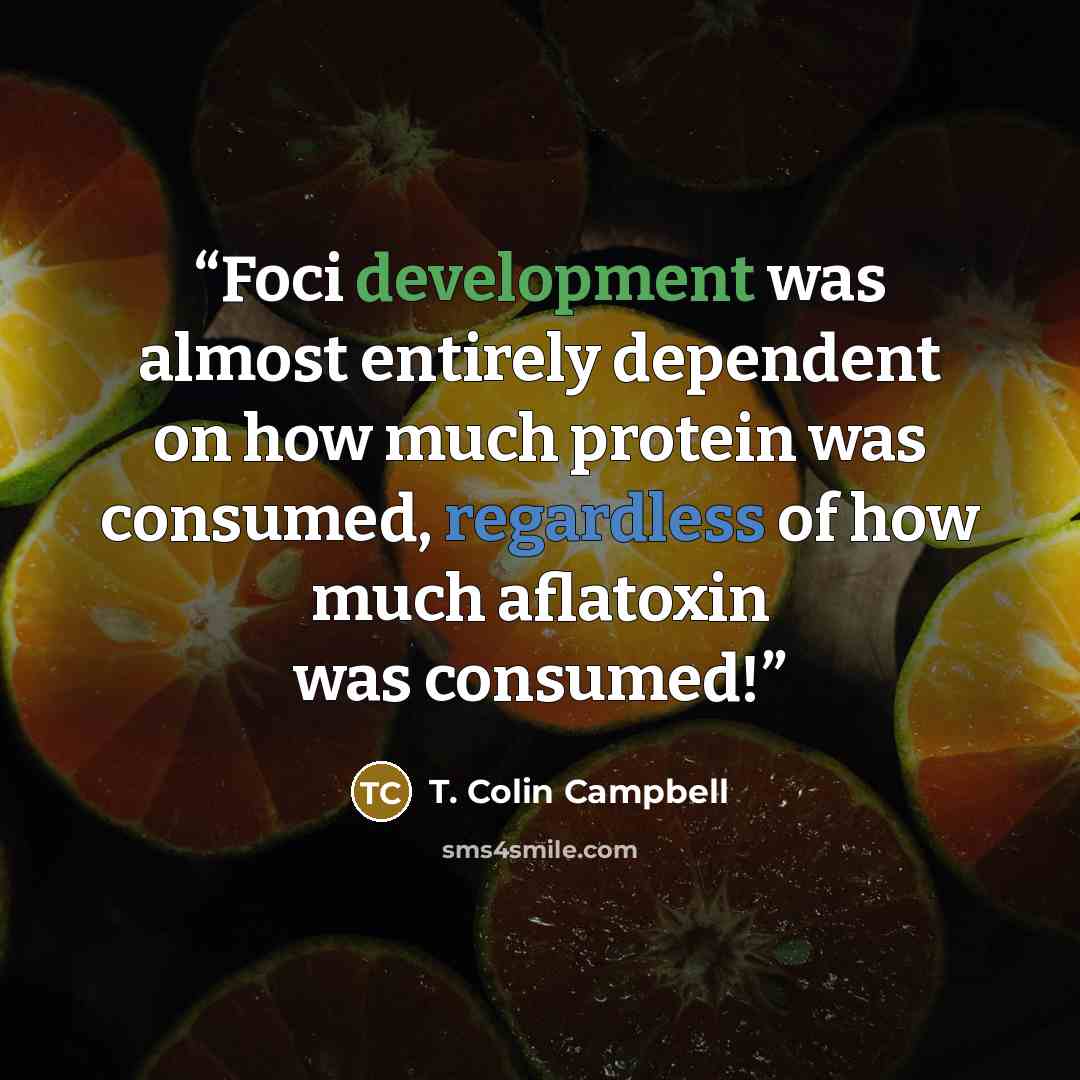 “Foci development was almost entirely dependent on how much protein was consumed, regardless of how much aflatoxin was consumed!” quote by T. Colin Campbell