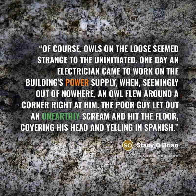 “Of course, owls on the loose seemed strange to the uninitiated. One day an electrician came to work on the building's power supply, when, seemingly out of nowhere, an owl flew around a corner right at him. The poor guy let out an unearthly scream and hit the floor, covering his head and yelling in…” quote by Stacy O'Brian