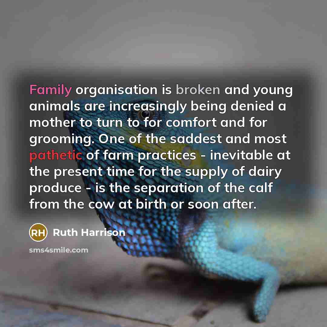 “Family organisation is broken and young animals are increasingly being…” quote by Ruth Harrison