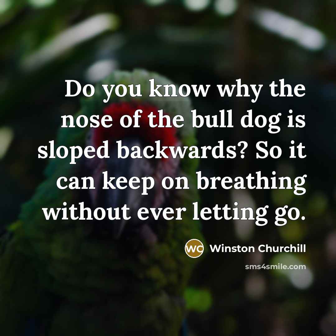 “Do you know why the nose of the bull dog is sloped backwards? So it can keep on breathing without ever letting go.” quote by Winston Churchill