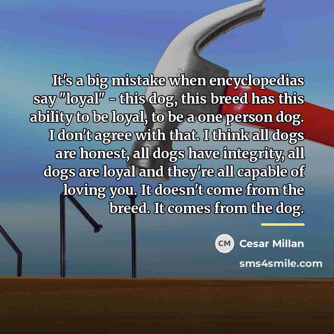 “It's a big mistake when encyclopedias say "loyal" - this…” quote by Cesar Millan
