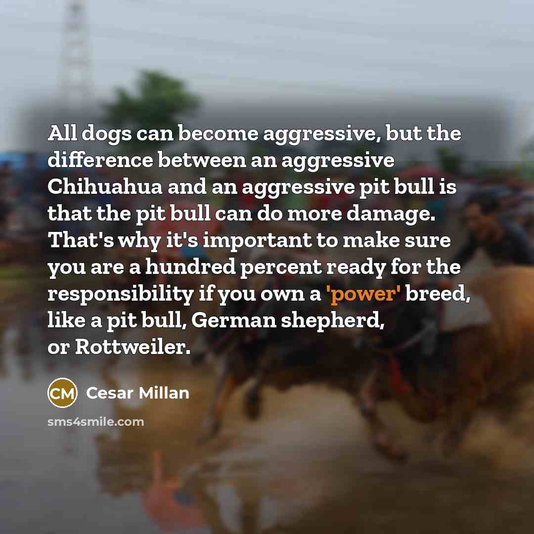 “All dogs can become aggressive, but the difference between an…” quote by Cesar Millan