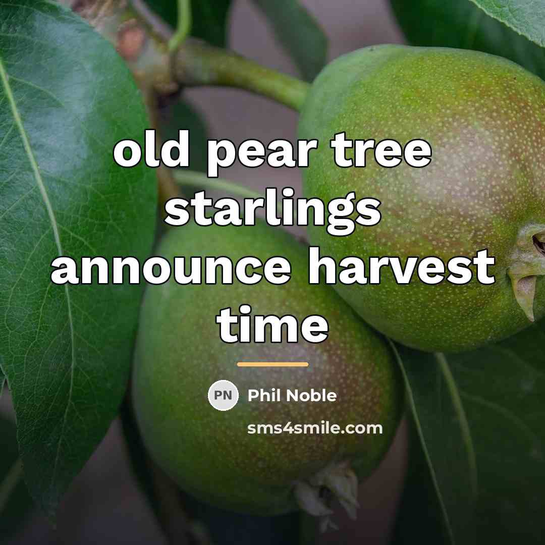 “old pear tree starlings announce harvest time…” quote by Phil Noble