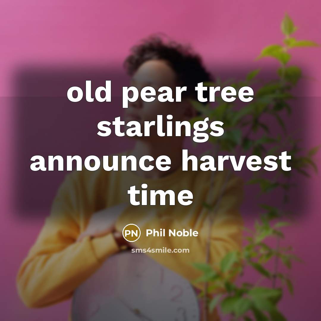 “old pear tree starlings announce harvest time” quote by Phil Noble