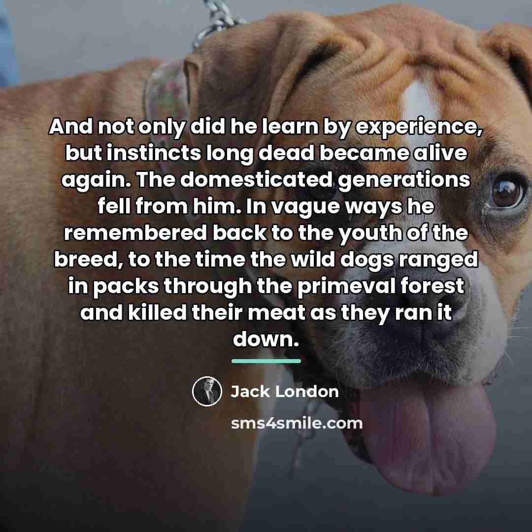 “And not only did he learn by experience, but instincts…” quote by Jack London