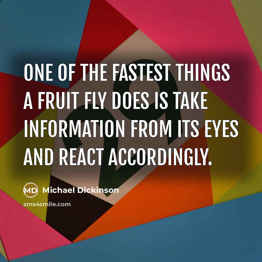 “One of the fastest things a fruit fly does is…” quote by Michael Dickinson