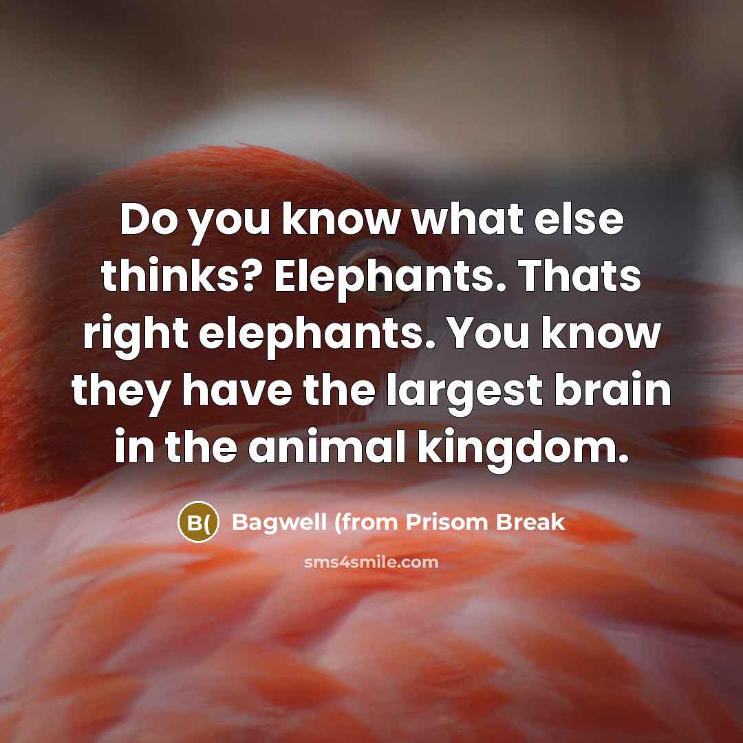 “Do you know what else thinks? Elephants. Thats right elephants. You know they have the largest brain in the animal kingdom.” quote by Bagwell (from Prisom Break