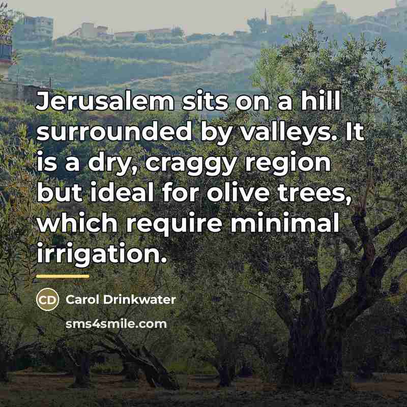 “Jerusalem sits on a hill surrounded by valleys. It is…” quote by Carol Drinkwater