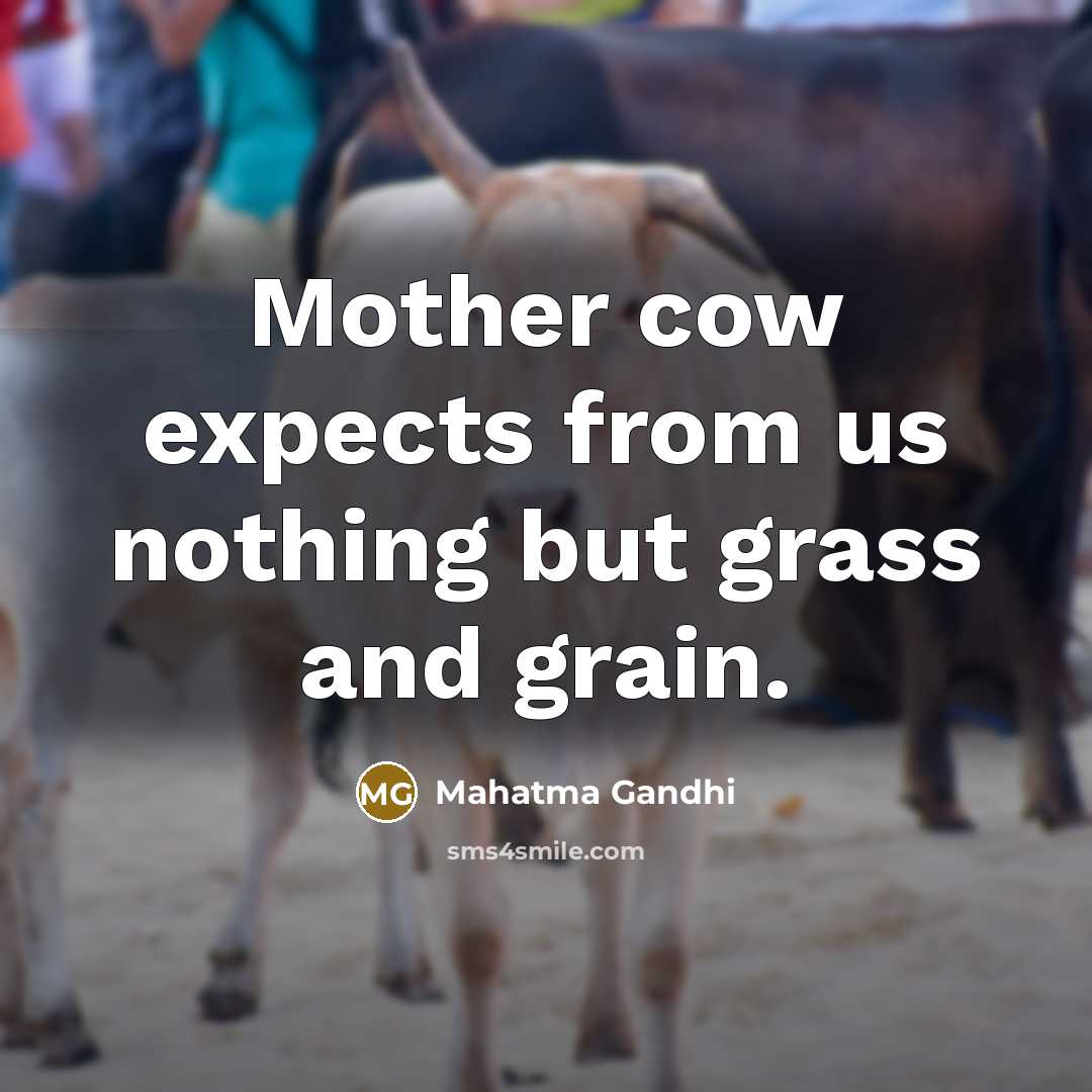 “Mother cow expects from us nothing but grass and grain.…” quote by Mahatma Gandhi