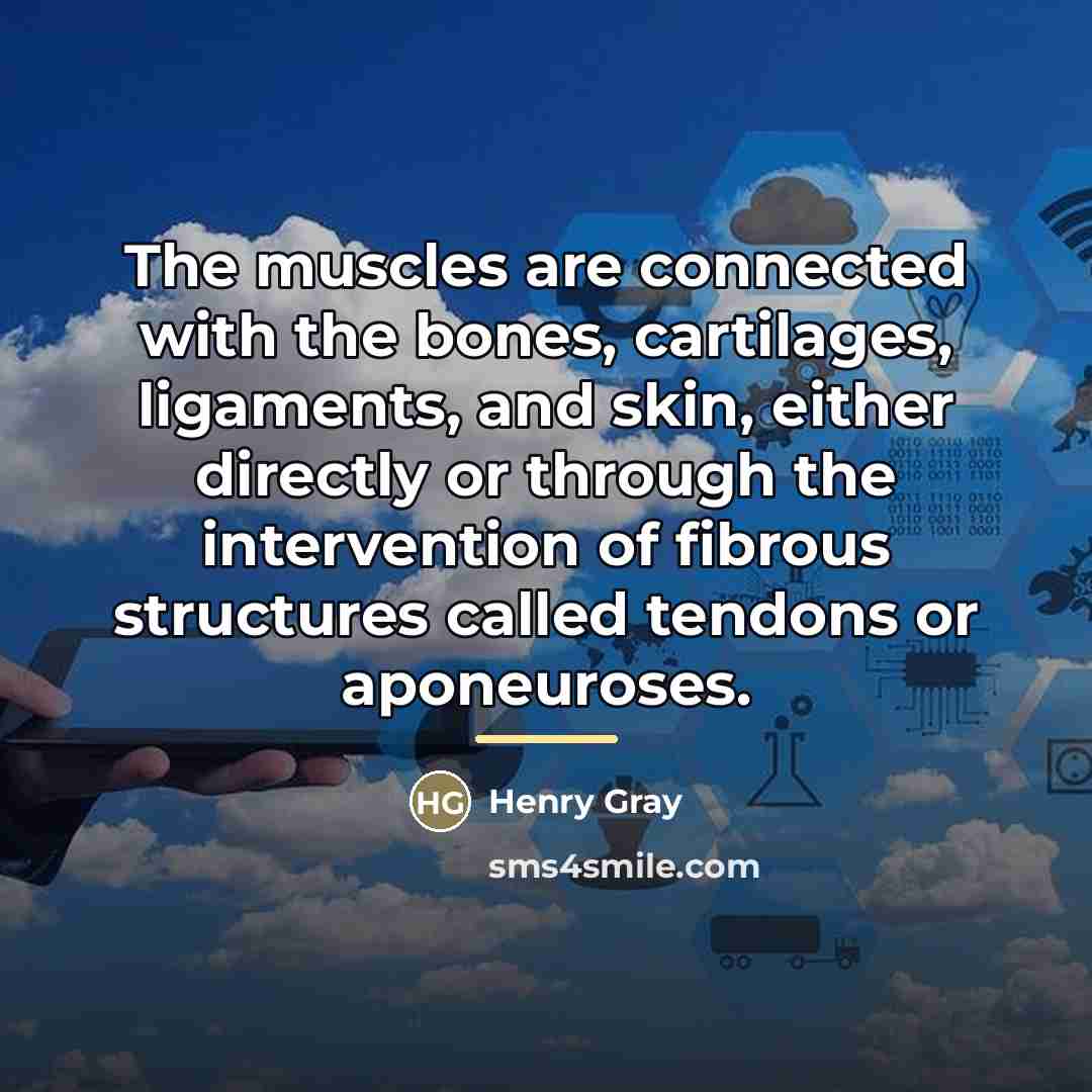 “The muscles are connected with the bones, cartilages, ligaments, and…” quote by Henry Gray